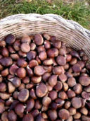 Le Nostre Castagne