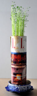 Una pianta diversa dal solito