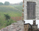 CASTELVETRO E IL LAMBRUSCO GRASPAROSSA