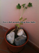 RIBES ROSSO:PIANTE DA FRUTTO SUL BALCONE