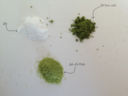 Che cos'è il the Matcha...puntata 1: sale verde