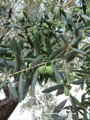 Dieta mediterranea e olio extra vergine d'oliva riducono il rischio di cancro al seno
