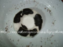 Mini Panna cotta alla crema extrafondente