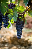 Dal Chianti alla Versilia, passando per Vinci
