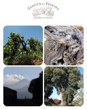 Magnetic fatal attraction: Etna, Dangerous Beauty