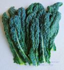 CAVOLO NERO