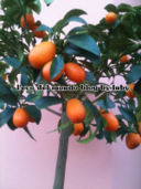 KUMQUAT