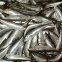Sardine fresche agli aromi