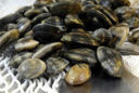 Risotto di mare