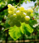 Uva alla grappa
