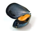 Anello di riso alle cozze