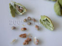 Cardamomo