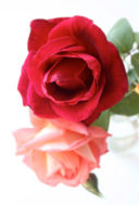 esperimento 78: confettura di rose