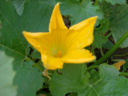 Fiori di Zucca al forno