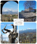 Etna, wine case history