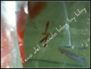 CARIDINA RED CHERRY