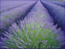 Radiatori con ricotta al timo e fiori di lavanda