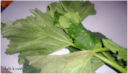 Pasta con le foglie di zucchina