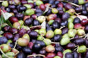 L'olio d'oliva e l'invenzione dell'economia