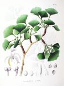 Ginkgo Biloba