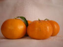 Le Clementine della Piana di Sibari
