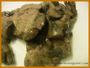 ARROSTO CON I FUNGHI