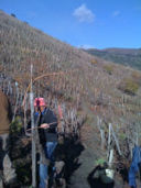 Il Terroir lavico dell' Etna e le sue contrade