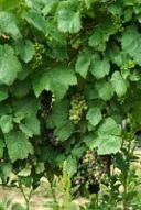 Il futuro del vino? Nelle mani dei produttori