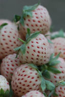 Pineberries, fragola ananassa: una nuova tendenza un ritorno al passato nel settore della frutta?