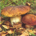 Tortino di patate e funghi