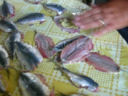 Sarde ripiene