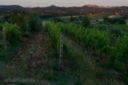 Vendemmia a Le Casalte