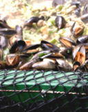 Zuppa di cozze e totani