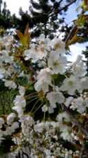 Buona Pasqua...