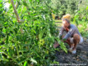 Padellata di verdure dell'orto al forno (a legna)