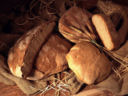 IL PANE DI VINCA e l'andar per l'Appennino