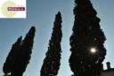 Ci vendemmia il sole
