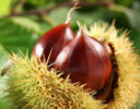La parola del giorno: castagne