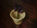 Profumo di Violetta