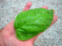 Basilico gigante