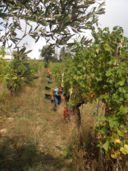 Maria, Steve, Abby, Giovanni: la vendemmia 2009.