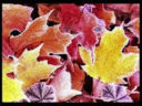 In Umbria  a settembre_ agenda del gourmet