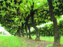 Quelle franche vigne di enantio vecchie di cent'anni