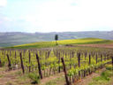 Percorsi: Val di Chiana e Val d'Orcia