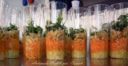 Antipasto Cruditè pas  cruauté