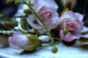 Coccole di rose