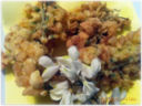 Friceu 'd fiur 'd gasia (frittelle di fiori di acacia)