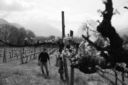 Cantina del Barone, Cesinali, Avellino