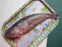 Tracina: il pesce
