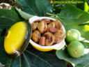 Fichi Secchi con le Mandorle/Fiche cu lle mennule o Ccucchiate